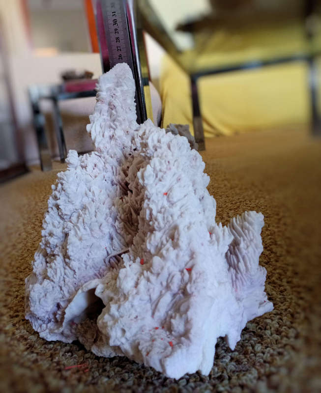 Large towering sea coral