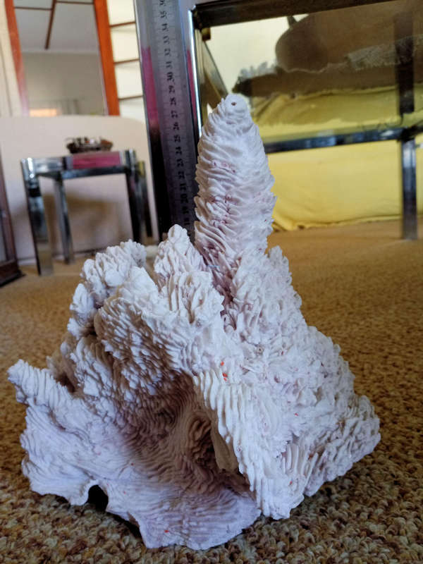 Large towering sea coral