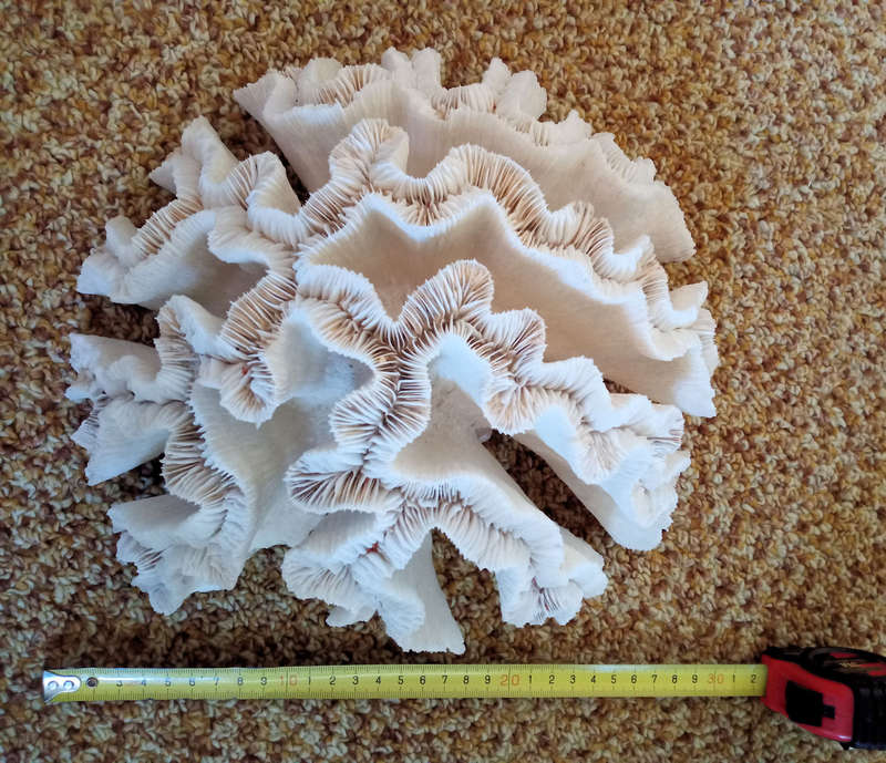 Large sea coral