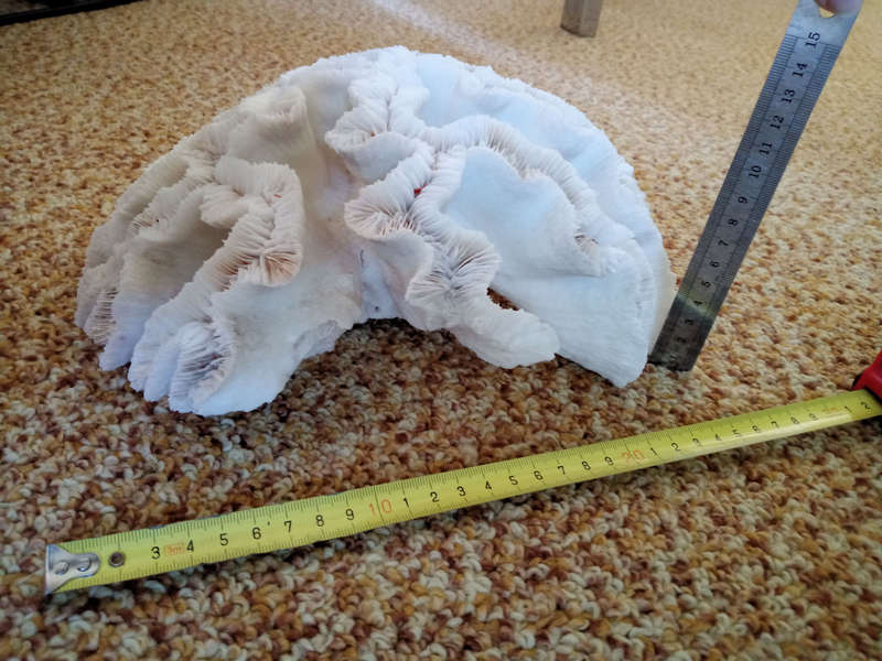 Large sea coral