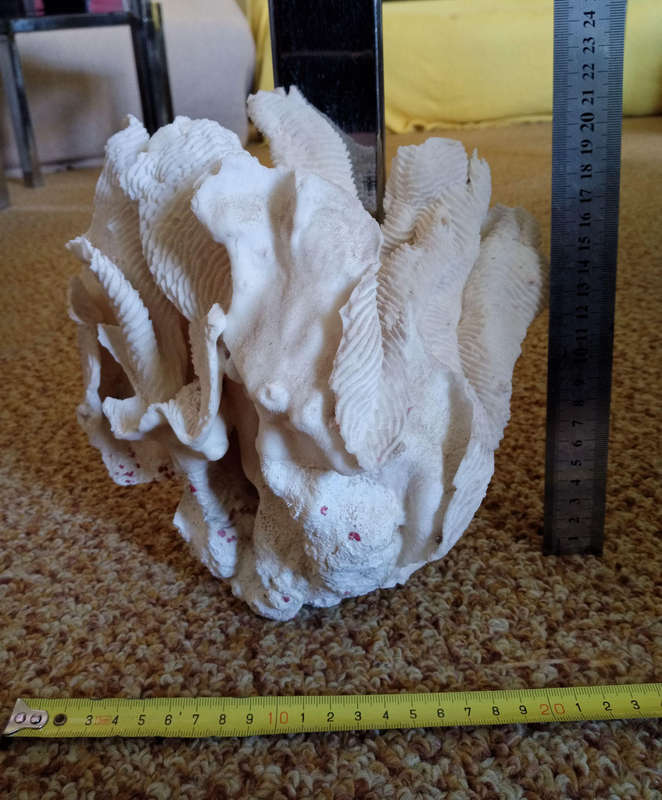 Large sea coral