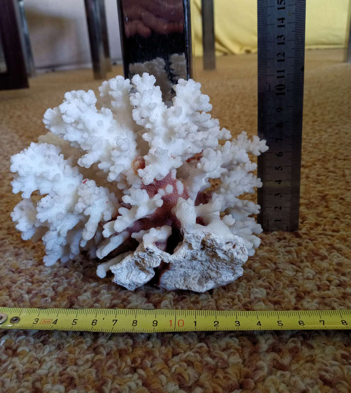 Small sea coral