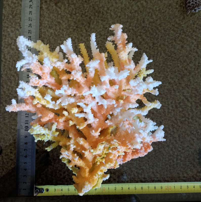 Orange sea coral
