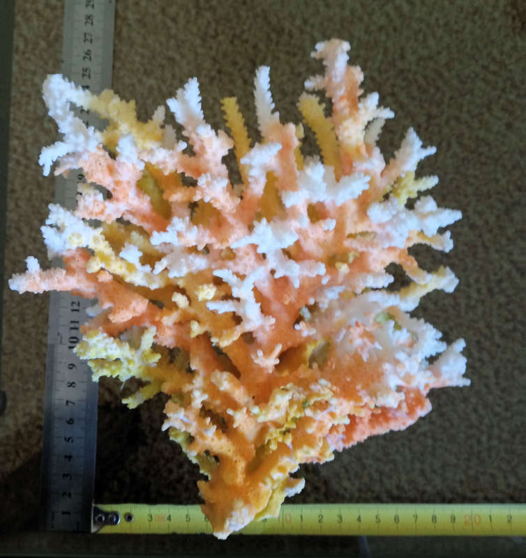 Orange sea coral