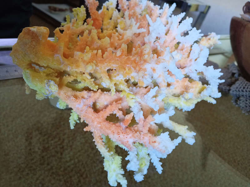 Orange sea coral