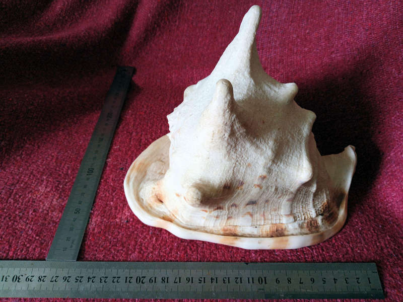 Large Helmet Conch Shell