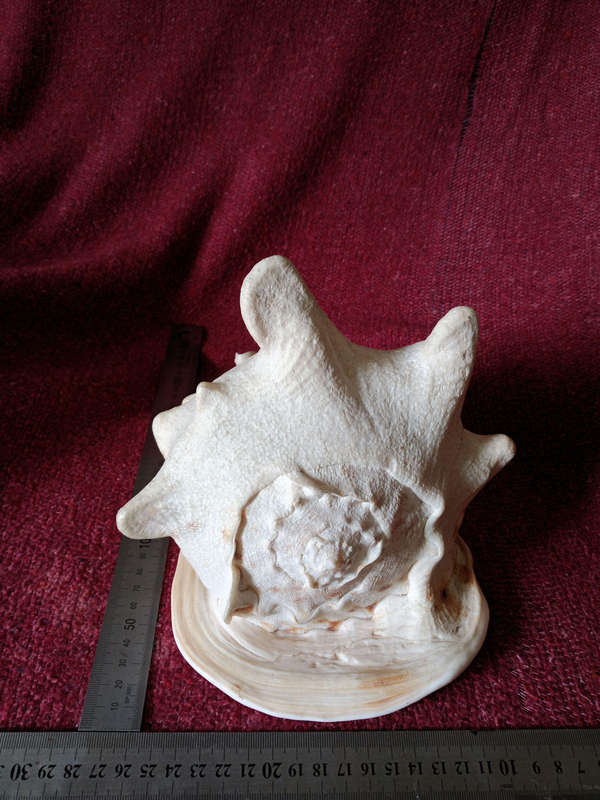 Large Helmet Conch Shell