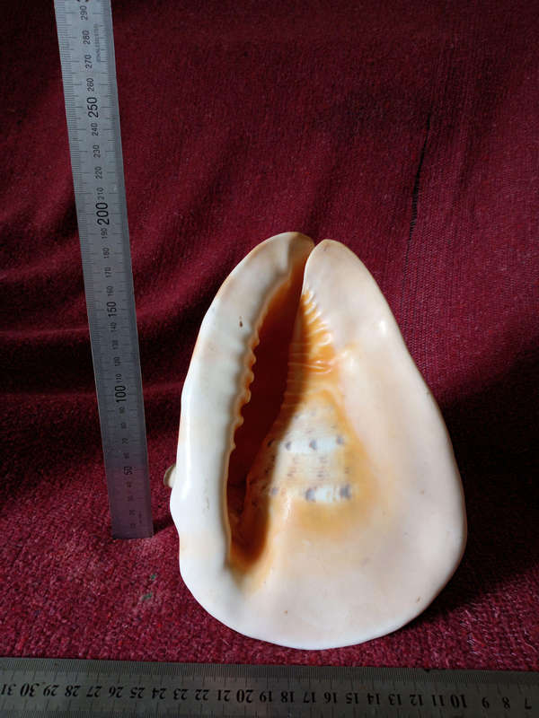 Large Helmet Conch Shell