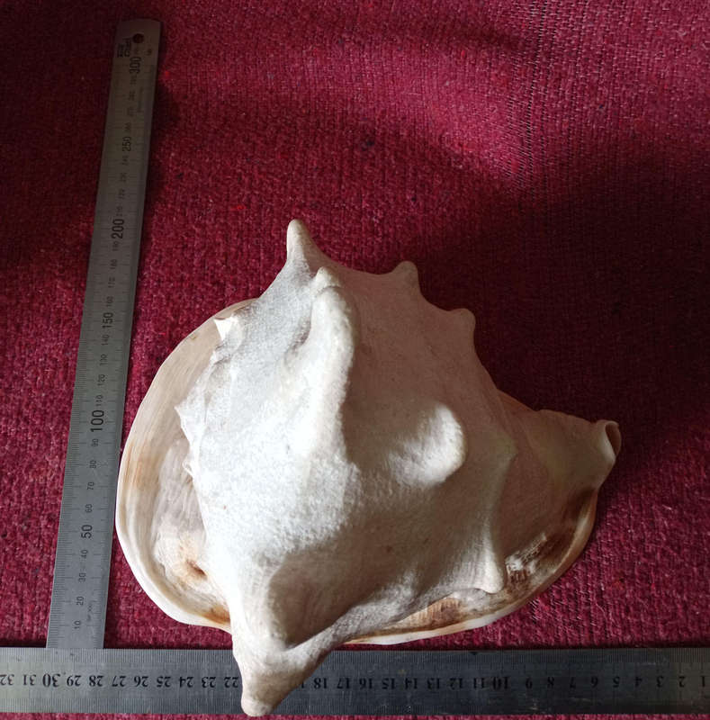Large Helmet Conch Shell