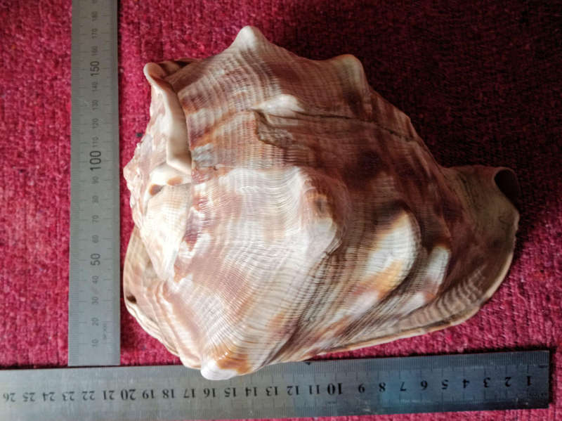 Large Helmet sea shell
