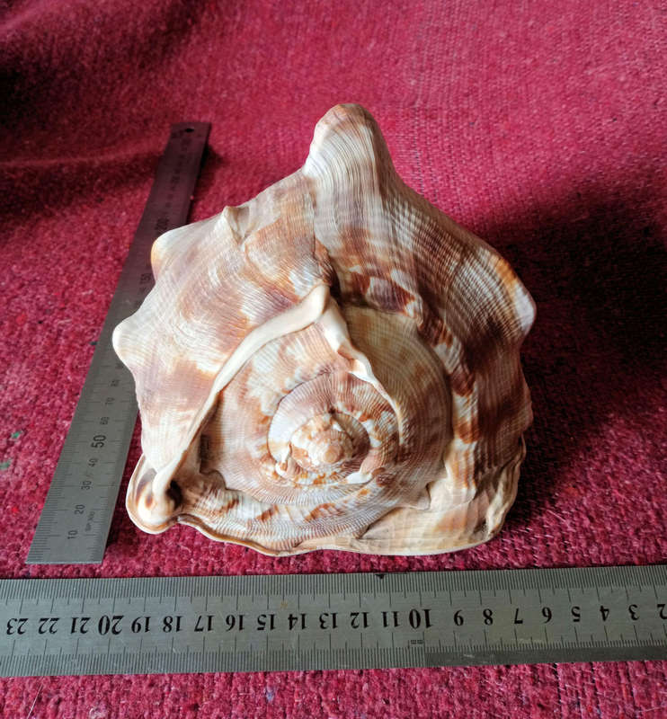 Large Helmet sea shell