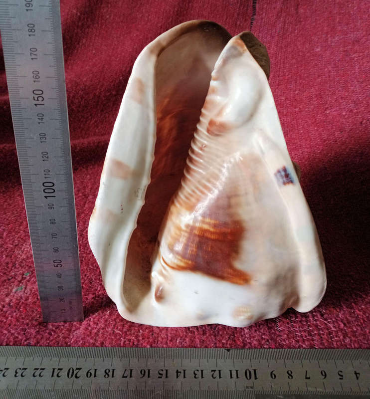 Large Helmet sea shell
