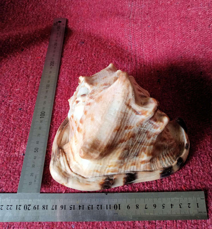 Large Helmet sea shell