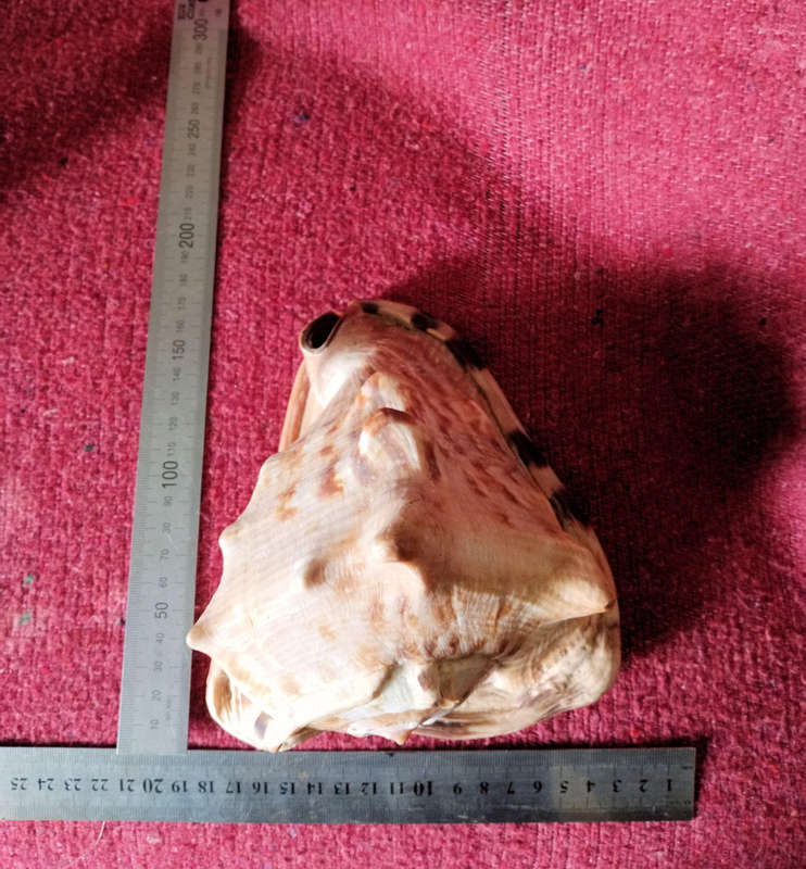 Large Helmet sea shell