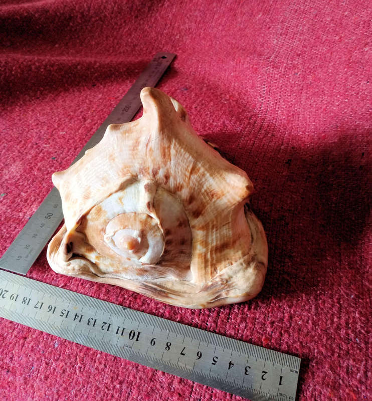 Large Helmet sea shell