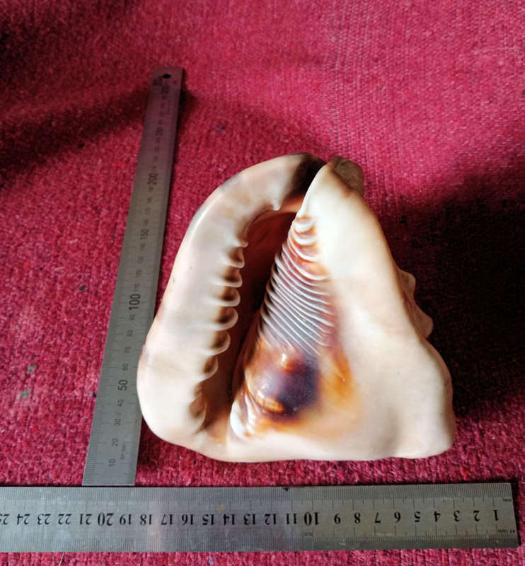 Large Helmet sea shell