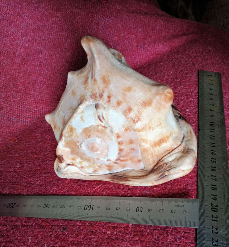 Large Helmet sea shell