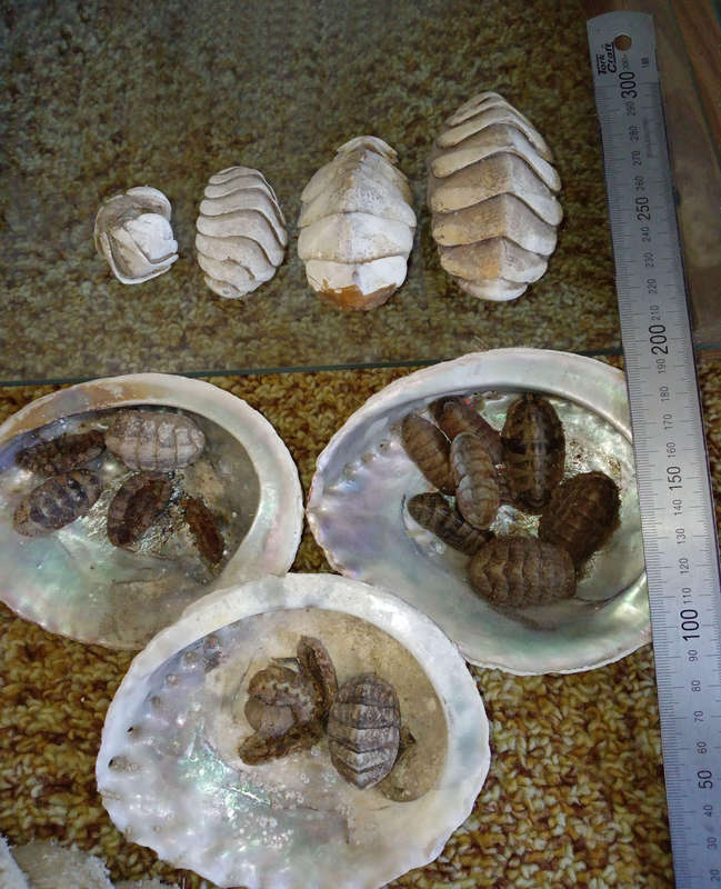 Chitons