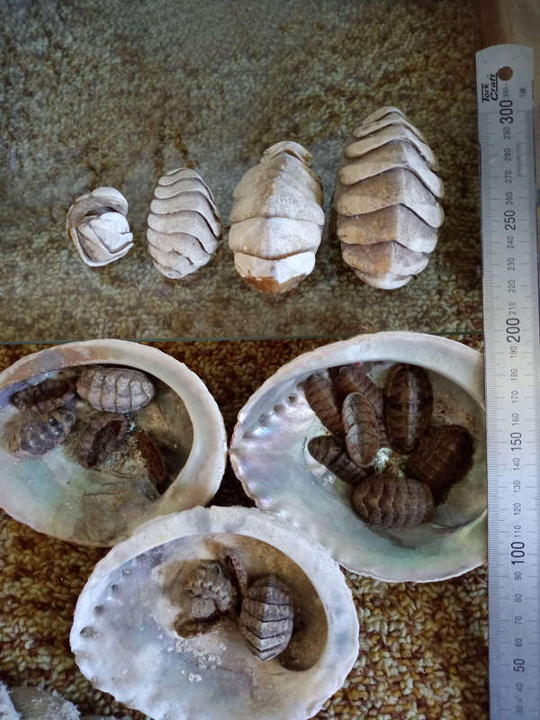Chitons
