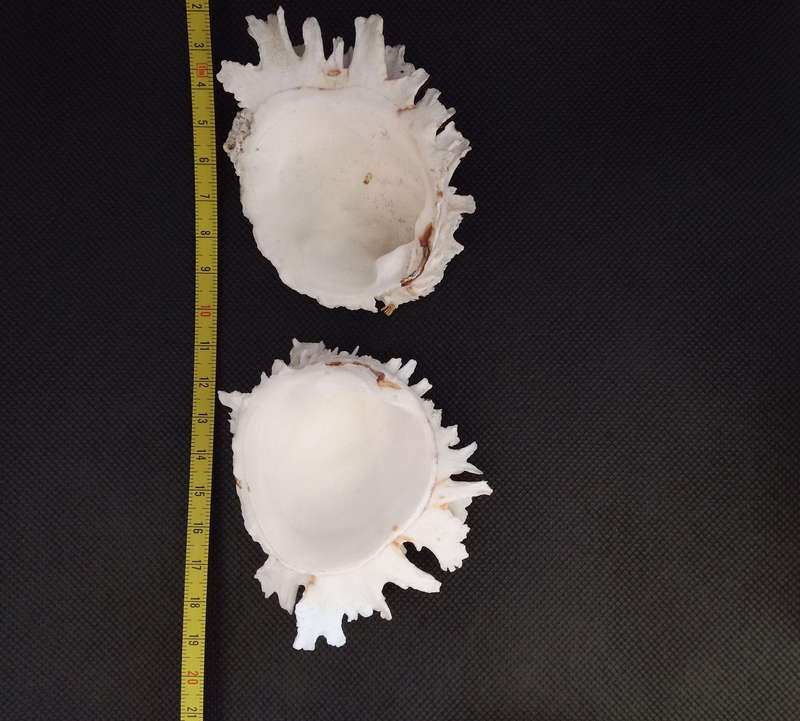 Shell bundle