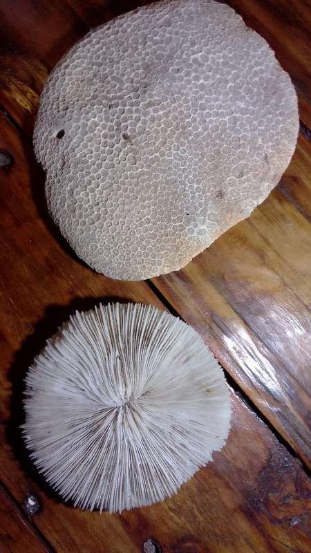 Shell bundle