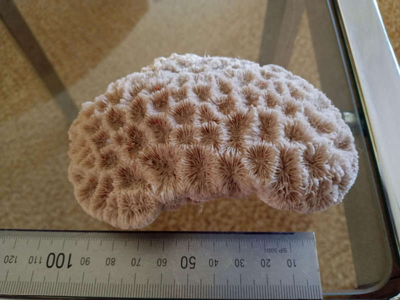 Coral bundle