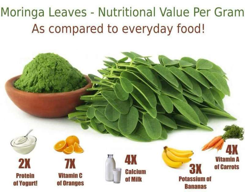 10 kg moringa powder