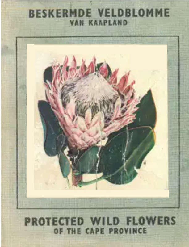 Protected Wildflowers of the Cape Province.