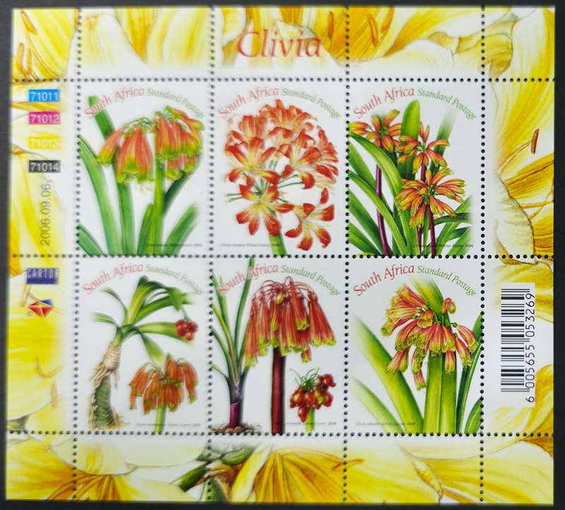 RSA 2006: Clivias - UMM M/S: SACC 1789