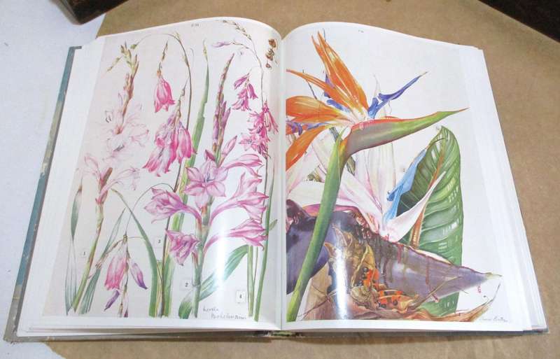 Wild Flowers of the Eastern Cape by A Batten & H Bokelmann