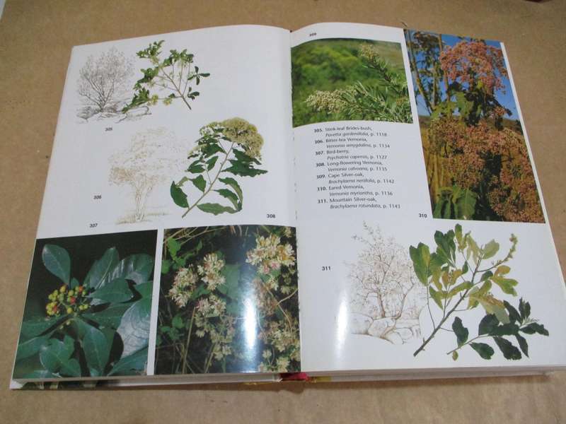 Trees of Southern Africa New Edtion by Keith Coates Palgrave