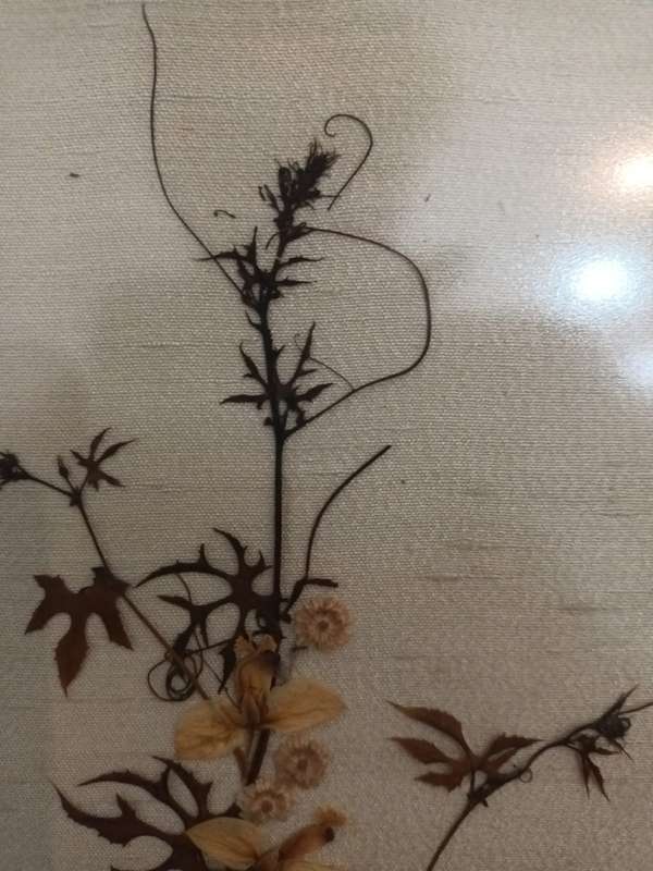 Framed, glazed vintage dried flower arrangement fixed to linen