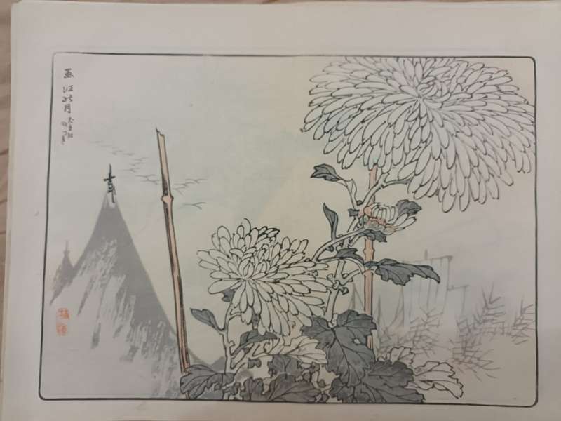 12 beautiful original Japanese woodblock prints of chrysanthemums, 1890s.