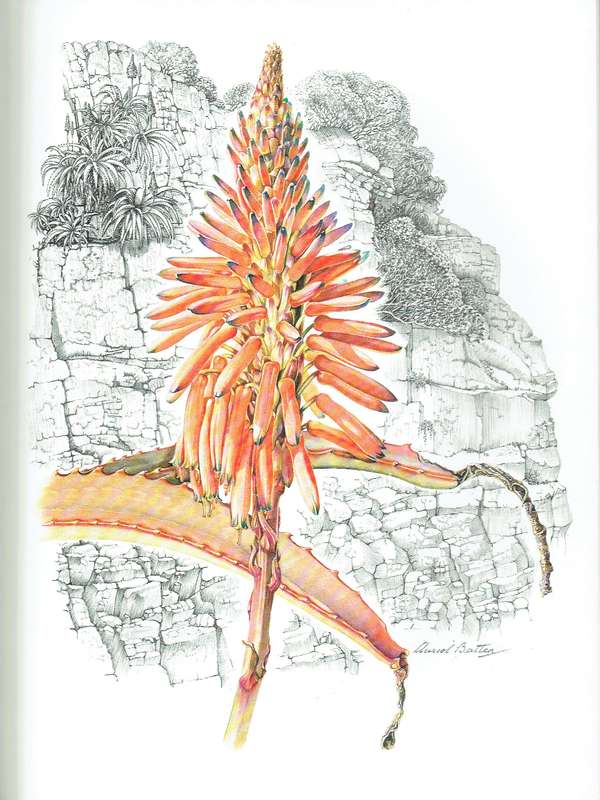Auriol Batten, Flowers of Southern Africa
