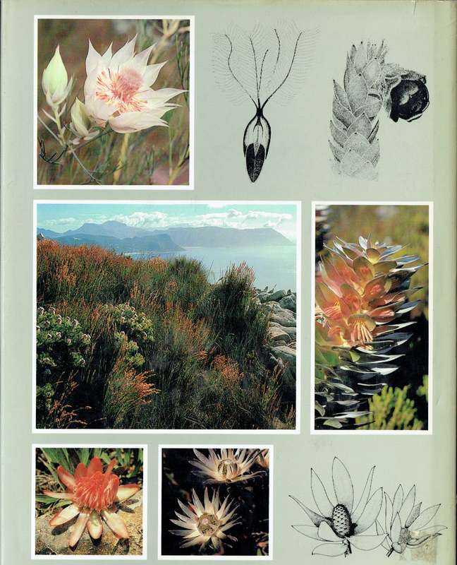 South Africa's Proteaceae (Proteas)