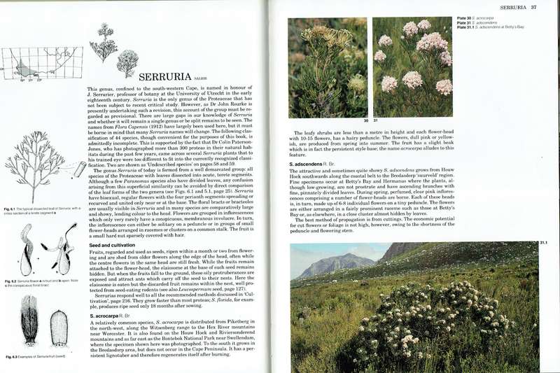 South Africa's Proteaceae (Proteas)