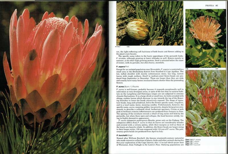 South Africa's Proteaceae (Proteas)