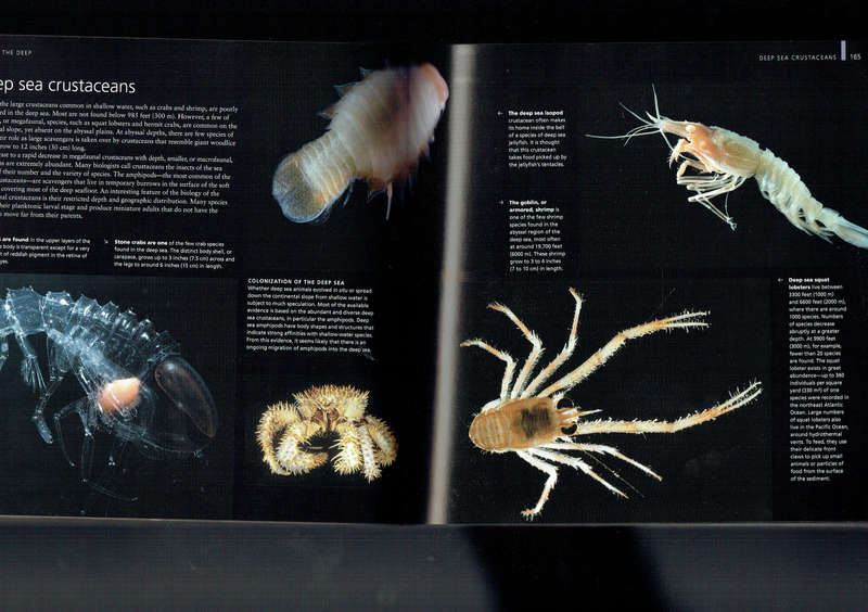 Oceans: a Visual Guide