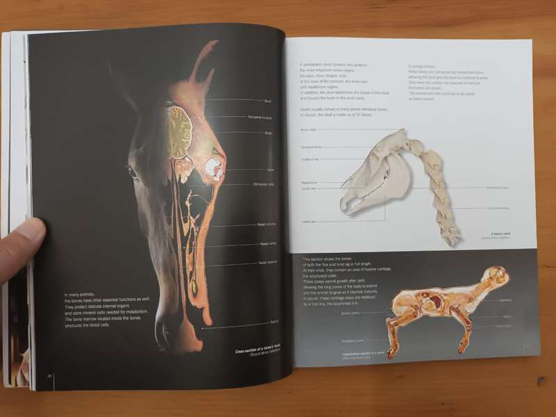 Gunther von Hagens, Bodyworlds: Animal Inside Out