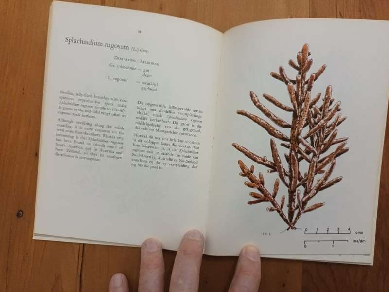 The Seaweeds of the Tsitsikama Costal National Park