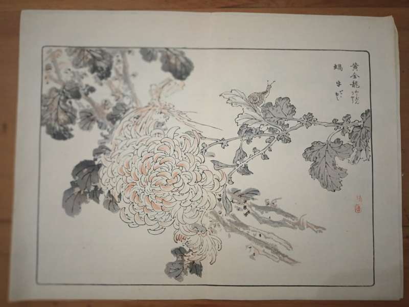 Kono Bairei (1844 - 1895), 12 original Japanese woodblock prints of crysanthemums