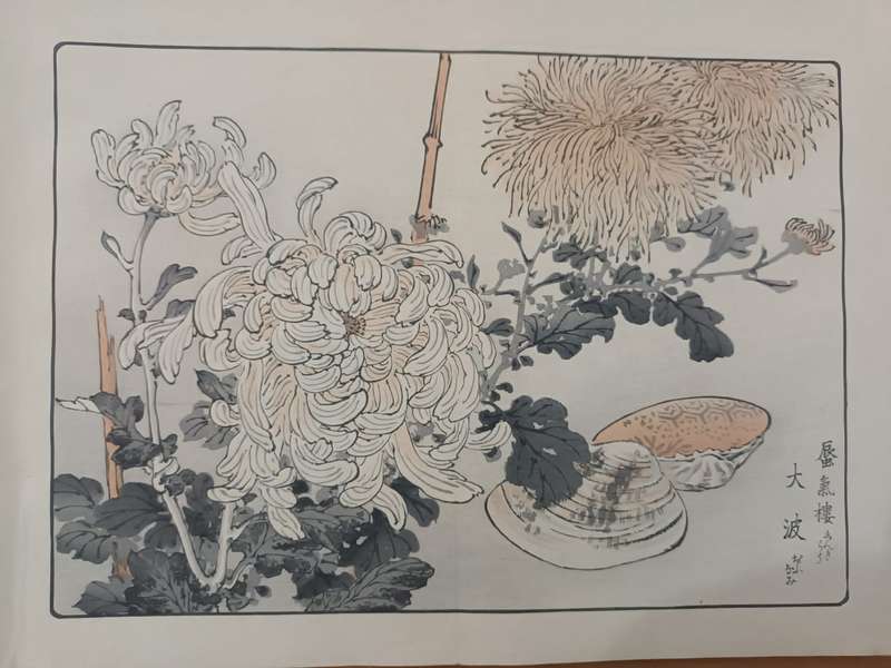 Kono Bairei (1844 - 1895), 12 original Japanese woodblock prints of crysanthemums