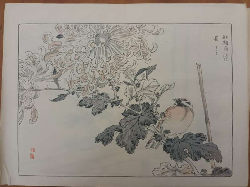 Kono Bairei: 11 original Japanese woodblock prints of chrysanthemums, 1890s