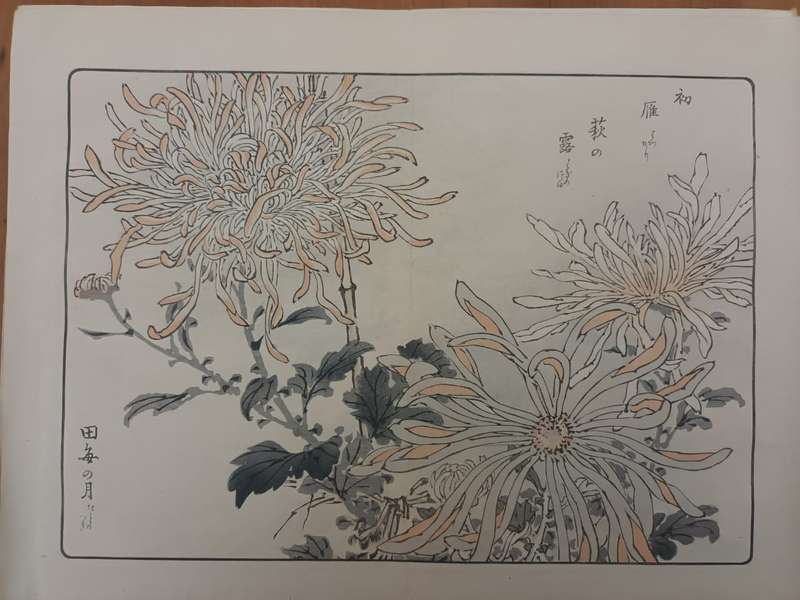 Kono Bairei: 11 original Japanese woodblock prints of chrysanthemums, 1890s