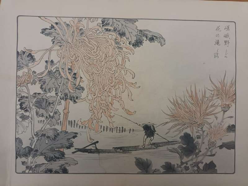 Kono Bairei: 11 original Japanese woodblock prints of chrysanthemums, 1890s
