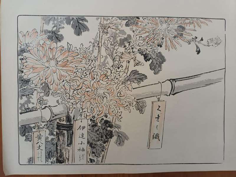 Eleven original Japanese hand-printed woodblock prints of chrysanthemums, 1890s