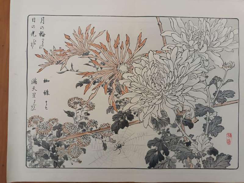 Eleven original Japanese hand-printed woodblock prints of chrysanthemums, 1890s