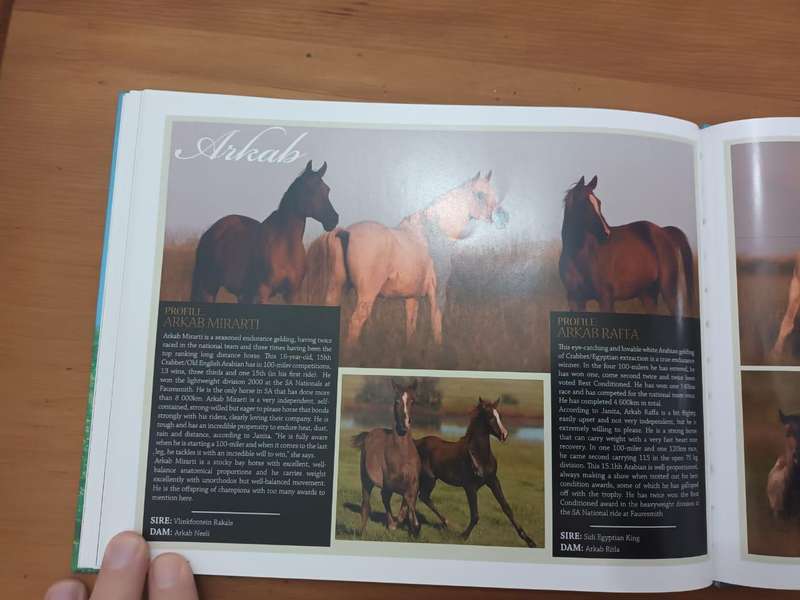 Arabians of Southern Africa 2009 (Equestrianism, horses)