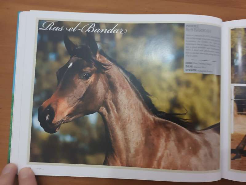 Arabians of Southern Africa 2009 (Equestrianism, horses)