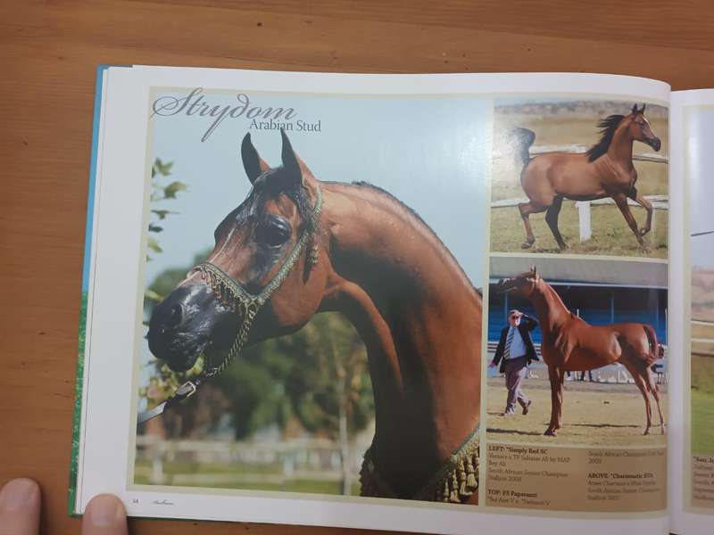 Arabians of Southern Africa 2009 (Equestrianism, horses)
